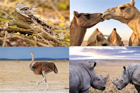 Clasificación De Los Animales Del Desierto » Características ...