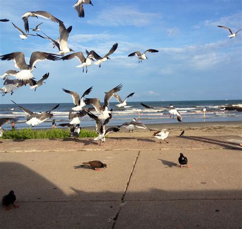 Island of Galveston tx | Galveston, Island, Animals