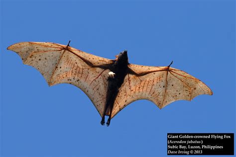 The endangered Golden-capped Fruit Bat (Acerodon jubatus) has a 1.7 m ...