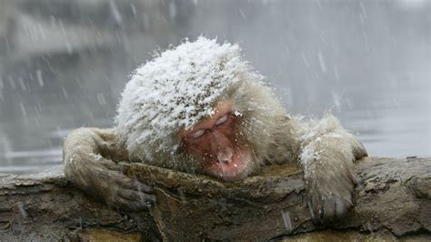 Snow Covered Primate Japanese Macaque Monkey HD Animals Wallpapers | HD Wallpapers | ID #54782