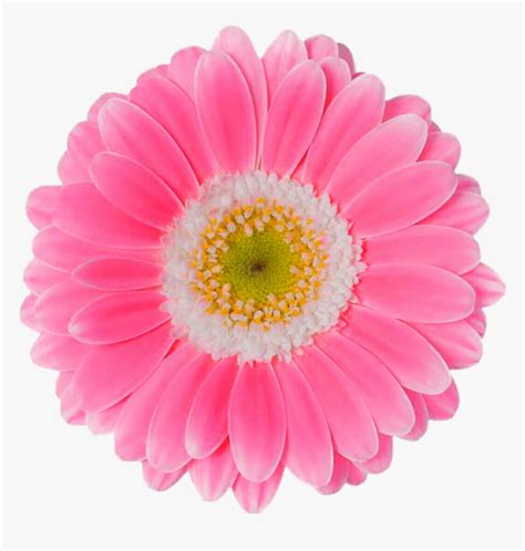 Pink Daisy Png - Pink Daisy Flower Png, Transparent Png - kindpng