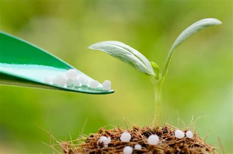 Urea Fertilizer: 5 Powerful Step-by-Step Guide To Maximizing Crop ...