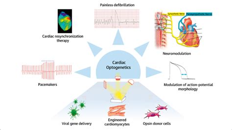 | Potential applications of optogenetics. Potential clinical use of ...