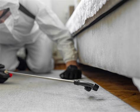 How to get rid of carpet beetle larvae, according to pest pros | Homes & Gardens