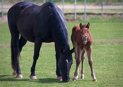 The Mane Point: Equestrian terms: What is a broodmare?