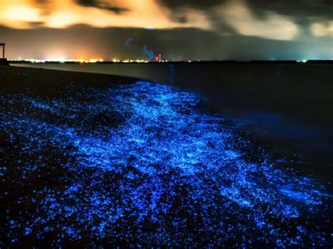 Best Time Of Year To See Bioluminescence In Maldives What Is The Best Time Of The Year To See ...