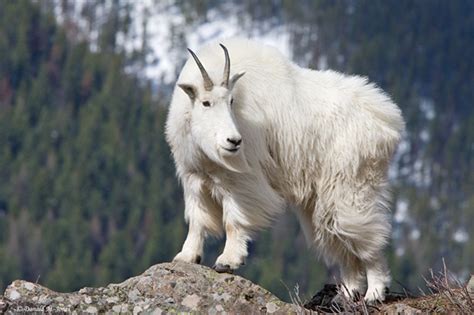 Of Mountain Goats and Unicorns | Natural World | Bend | The Source ...