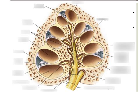 COMD 3400-Module 3.1-The Bony (Osseous) Labyrinth Continued.... Diagram | Quizlet