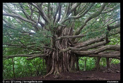 lahaina banyan tree history - Far Apart Website Diaporama