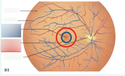 The retina- macula lutea Diagram | Quizlet