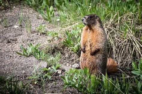 Photograph | Alert Yellow-Bellied Marmot | Science Source Images