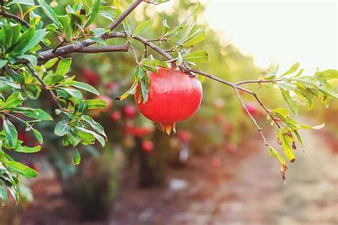 how to prune a dwarf pomegranate tree - Court Blogged Image Library