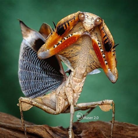 Animals Wildlife Nature on Instagram: “This is a dead leaf mantis. Dead ...