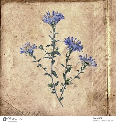 herbarium Art Nature Plant - a Royalty Free Stock Photo from Photocase