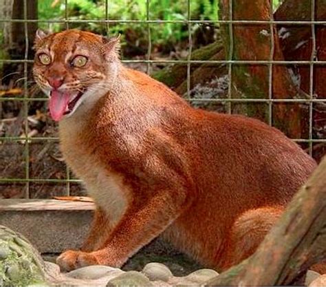 46 best Cat. Borneo Wild Cat images on Pinterest | Big cats, Borneo and Adorable animals