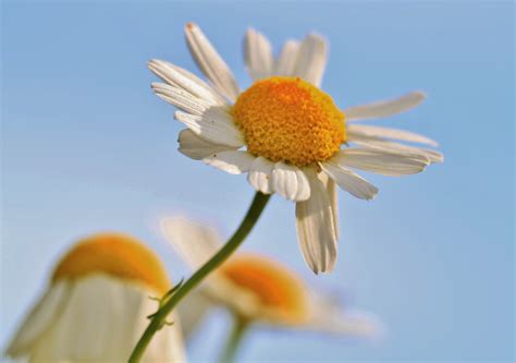 Chamomile, Chamomile Flower, flower, close-up free image | Peakpx