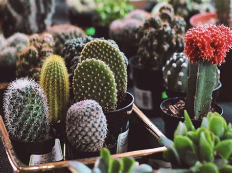 Cactus Care: 11 Essential Tips For Beginners - CactusWay