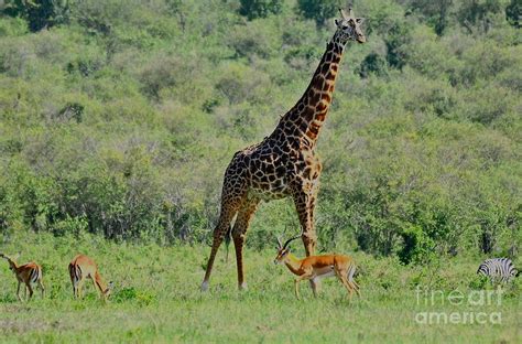 Second Tallest Animal In The World - Get More Anythink's