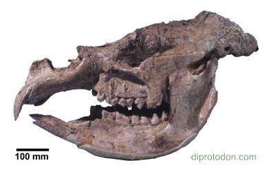 Diprotodon fossils | diprotodon skull | Skull, Vertebrates, Mammals