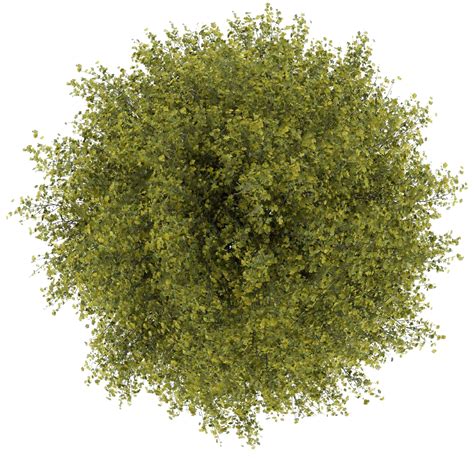 Download Trees Top View Png Clipart Transparent - Tree Top View Png ...