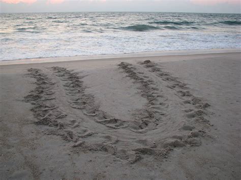 Sea Turtle Tracks! | Blog The Beach