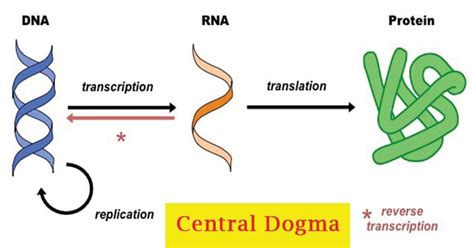 Central Dogma: Replication, Transcription, Translation