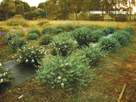 About Capers - How to Grow, Harvest and Preserve Capers and Caper Berries