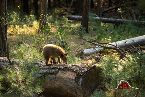 Yosemite Landscapes | Wildlife