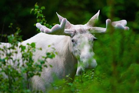 Rare and Sacred ‘White Moose’ Exist – Have You Seen One?