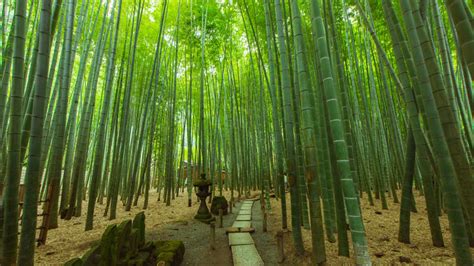 Guide to Kamakura: best things to do, attractions, restaurants, cafés ...