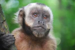 Capuchin Monkeys, Do These Primates Make Good Pets?