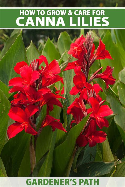 Canna Lily Care for Winter - Back Gardener