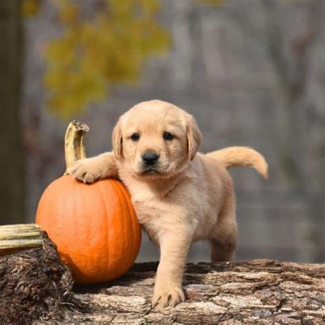 Golden Labrador Puppies For Sale | Greenfield Puppies