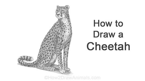 How to Draw a Cheetah (Sitting) - YouTube