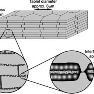 Structure of nacre [2]. | Download Scientific Diagram