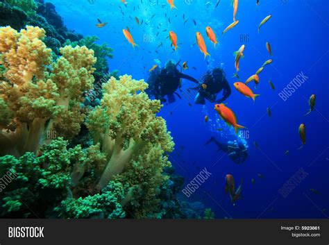 Scuba Diving on a coral reef Stock Photo & Stock Images | Bigstock