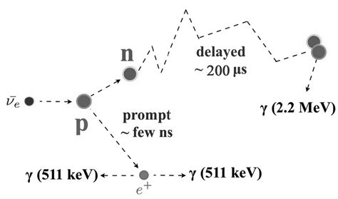 Inverse Beta Decay reaction of the antielectron neutrino. | Download ...