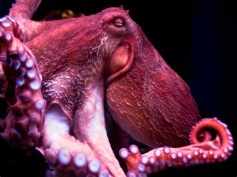 What Is The World’s Biggest Octopus? - OctoNation - The Largest Octopus ...