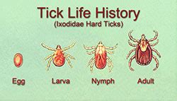 Colorado Ticks and Tick-Borne Diseases - 5.593 - Extension