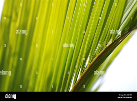 volcanic island of fuerteventura Stock Photo - Alamy