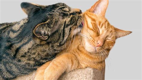 Why Do Cats Groom Each Other? | Catology