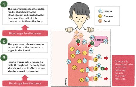 Regulation Of Blood Glucose Concentration