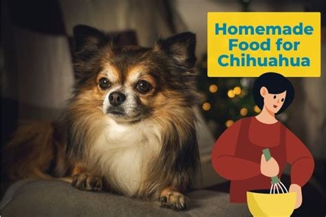 Best Homemade Food for Chihuahua: Top 5 Recipes and More