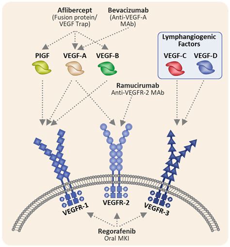 Cancers | Free Full-Text | Safety of Aflibercept in Metastatic ...