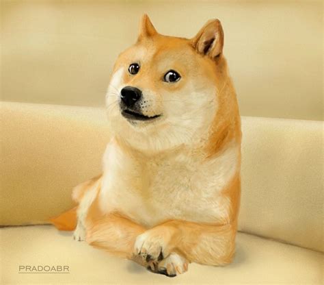 Shiba Inu - "Doge" on Behance | Dog memes, Doge meme, Funny dogs