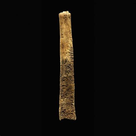 Ishango Bone | Bones, Prehistory, Democratic republic