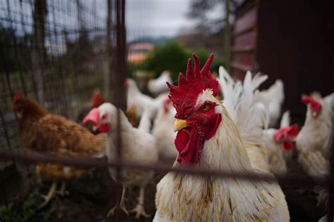 Chicken Processing 101: When to Slaughter Chickens, Steps & Equipment