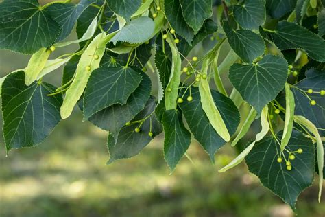 How to Identify American Basswood Trees