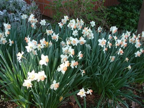 Narcissus Assorted Varieties