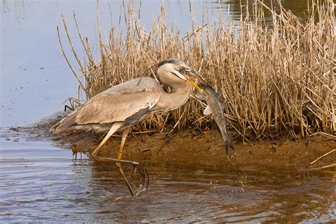 Fish for Lunch « Patricia P. Schaefer: Nature Photographer